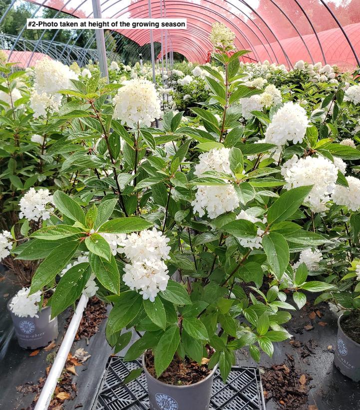 HYDRANGEA PAN. `SWEET SUMMER`- TREE