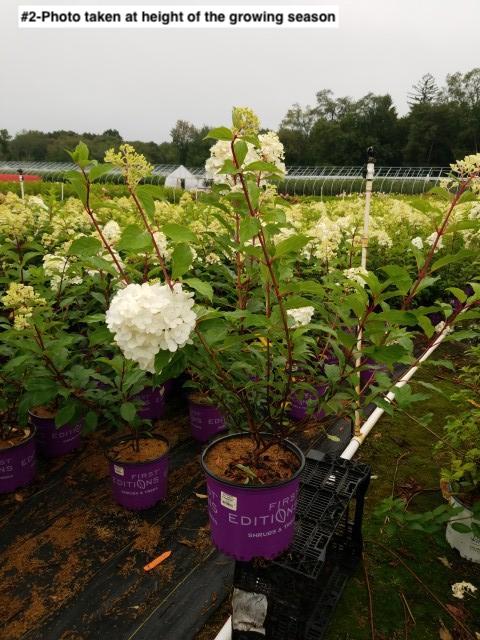HYDRANGEA PAN. `VANILLA STRAWBERRY`