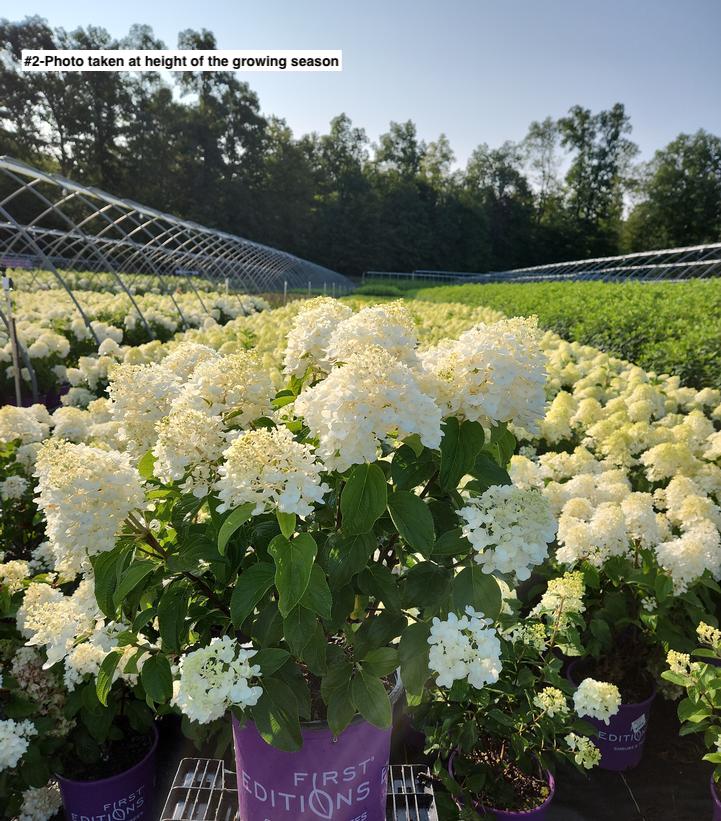 HYDRANGEA PAN. `LITTLE HOTTIE`
