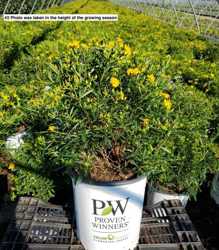 HYPERICUM X `SUNNY BOULEVARD`