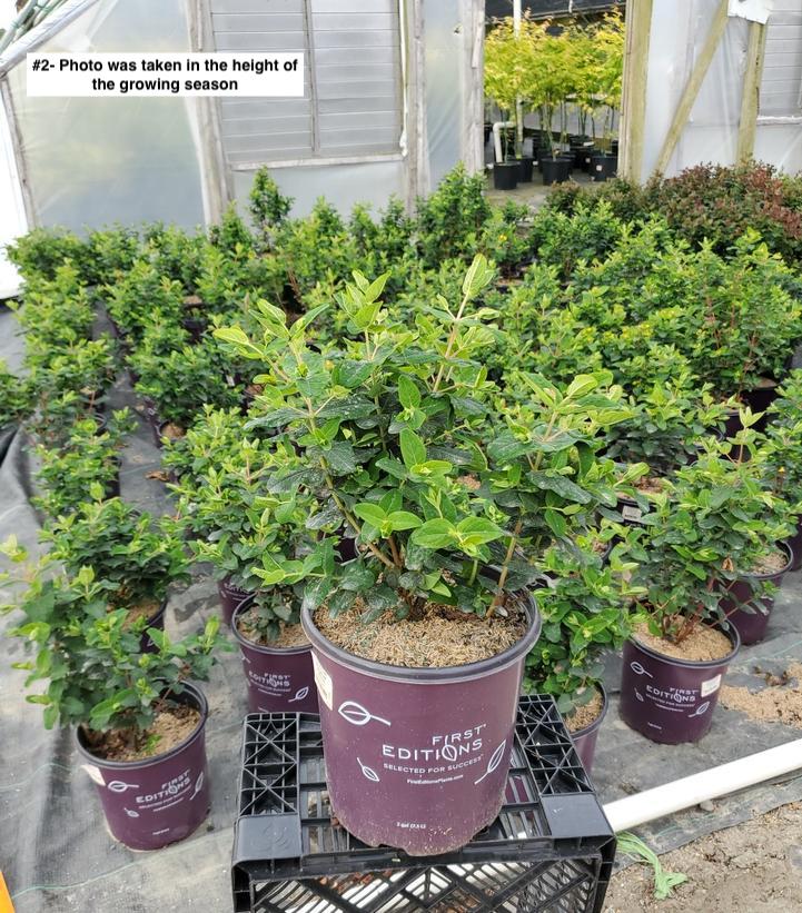 HYPERICUM INODORUM `PUMPKIN`