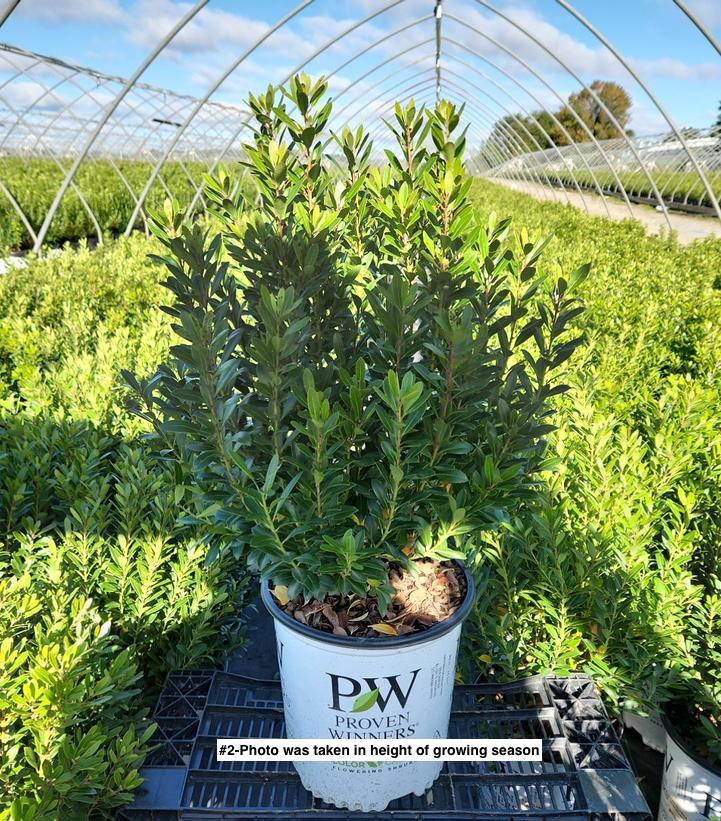 ILEX GLABRA `STRONGBOX`