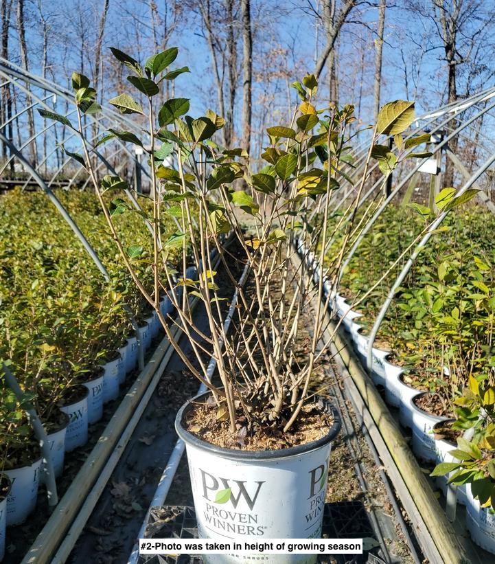 ILEX VERTICILLATA `MR POPPINS`