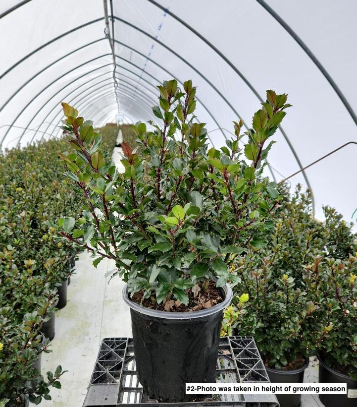 ILEX X MESERVEAE `BLUE PRINCE`