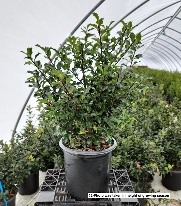 ILEX X MESERVEAE `BLUE PRINCESS`