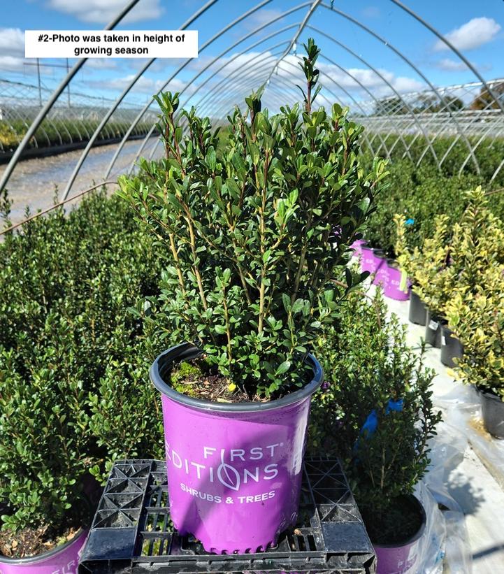 ILEX CRENATA `CHUBBY HUBBY`