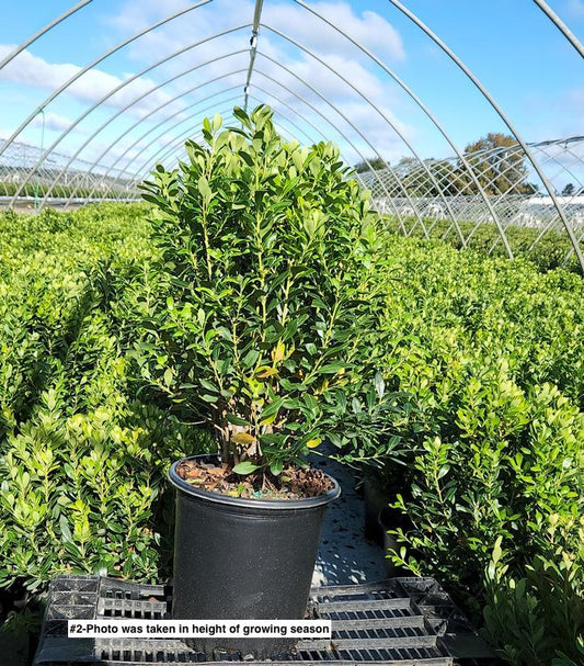 ILEX GLABRA `DENSA`