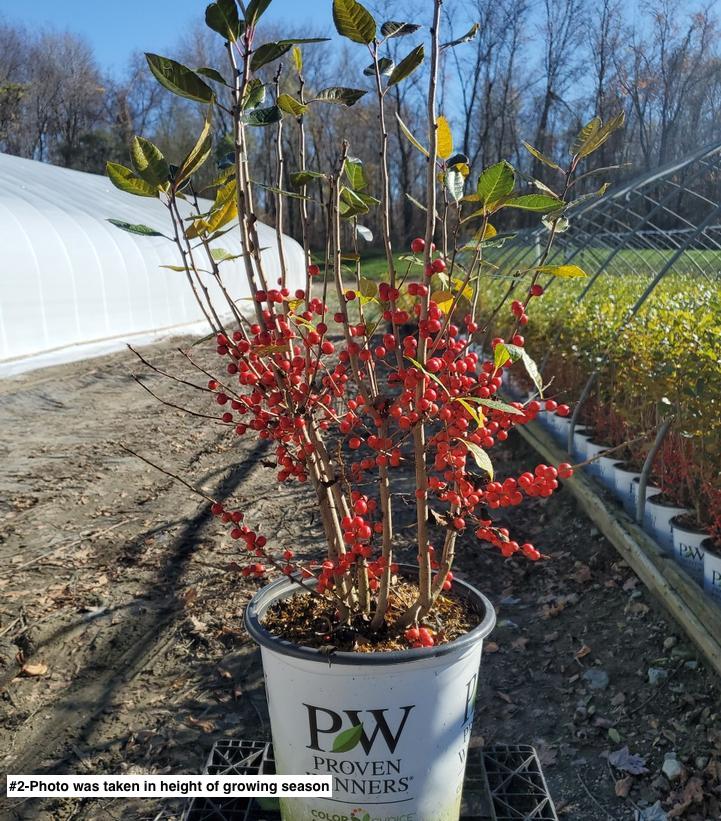 ILEX VERT. `LITTLE GOBLIN RED`