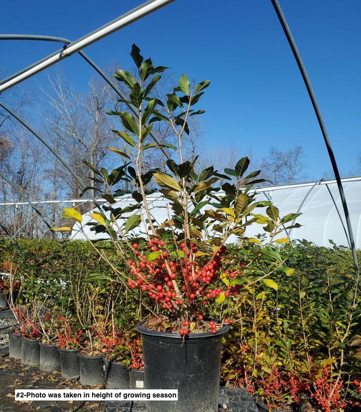 ILEX VERTICILLATA `RED SPRITE`
