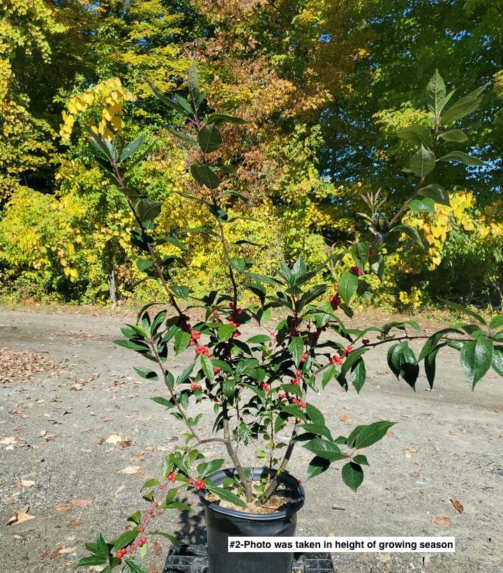 ILEX VERTICILLATA `WINTER RED`
