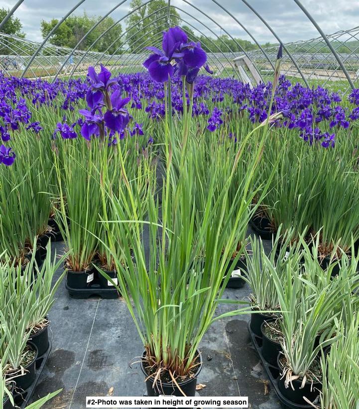 IRIS VERSICOLOR