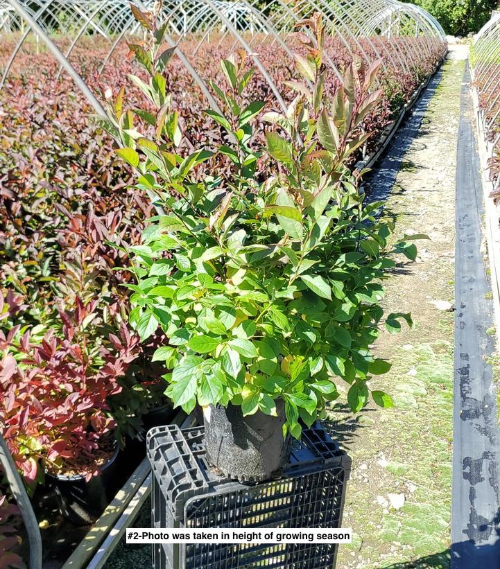 ITEA VIRGINICA `HENRY`S GARNET`