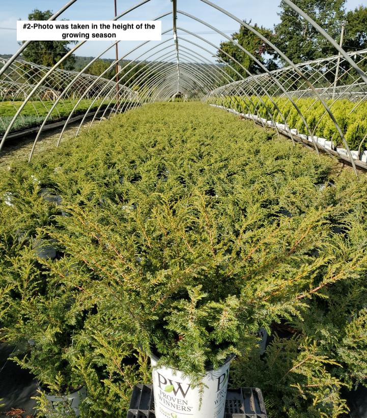 JUNIPERUS COM. `TORTUGA`