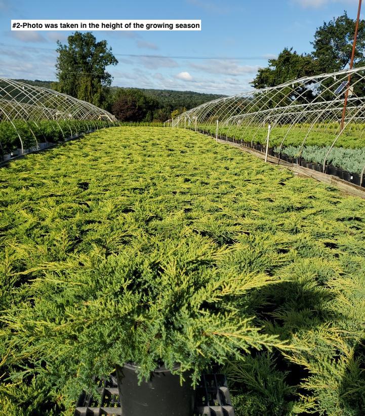 JUNIPERUS CHINENSIS `GOLD STAR`