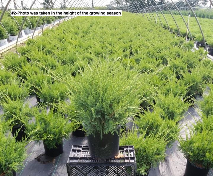 JUNIPERUS CHINENSIS `SEA GREEN`