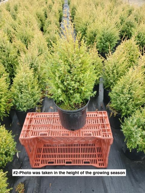 JUNIPERUS COMMUNIS `GOLD CONE`