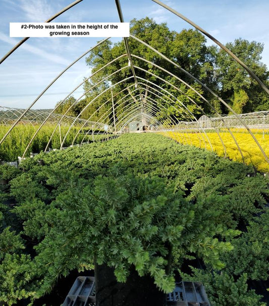 JUNIPERUS CONFERTA `BLUE PACIFIC`