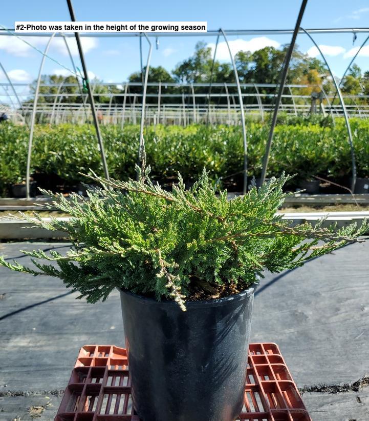 JUNIPERUS HORIZONTALIS `BLUE CHIP`