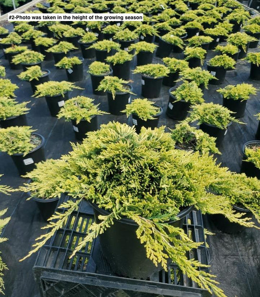 JUNIPERUS HORIZONTALIS `GOLDEN CARPET`
