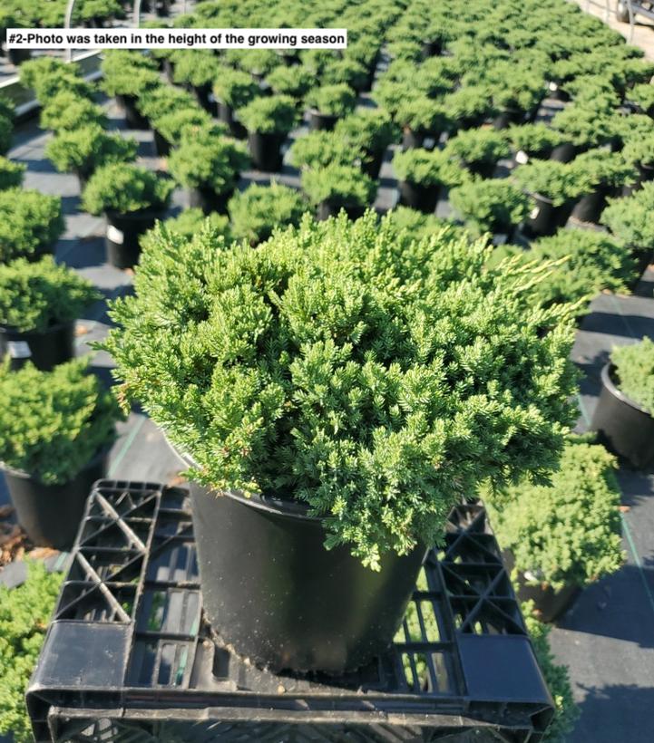 JUNIPERUS PROCUMBENS `NANA`