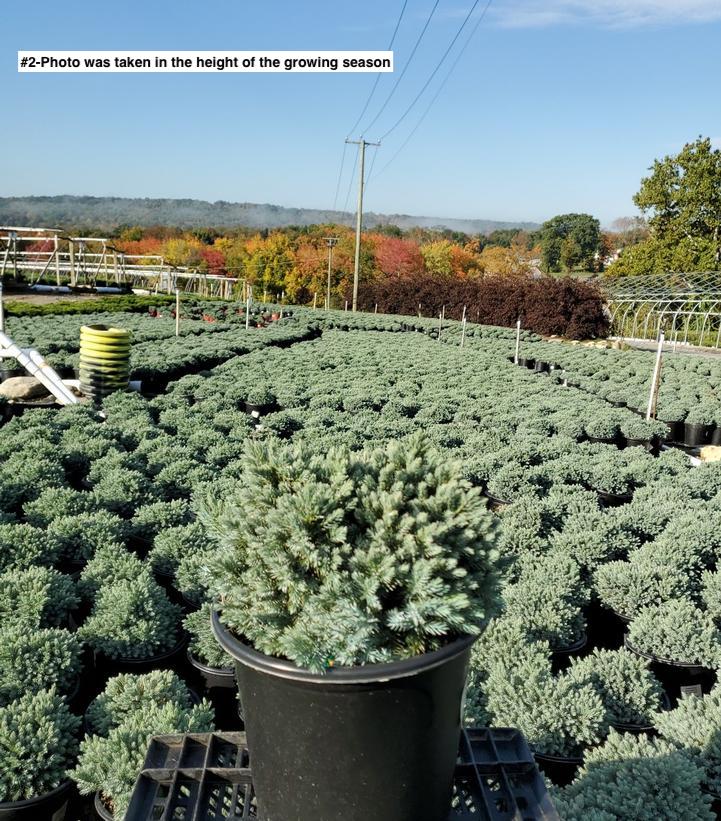 JUNIPERUS SQUAMATA `BLUE STAR`