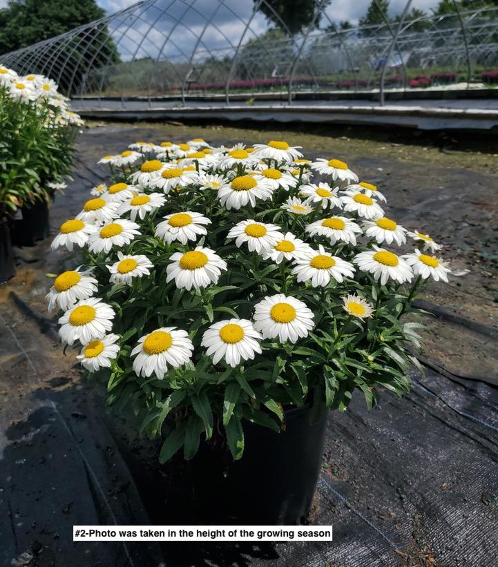 LEUCANTHEMUM X SUPERBUM `SNOW CAP`
