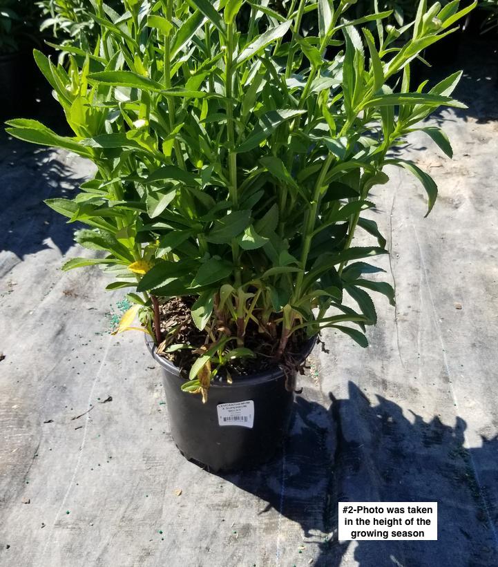 LEUCANTHEMUM X SUPERBUM `BECKY`