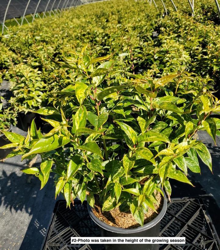 LEUCOTHOE FONTANESIANA `RAINBOW`