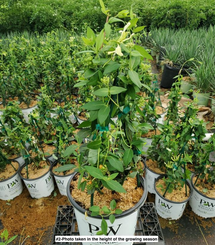 LONICERA PERIC. `SCENTSATION`