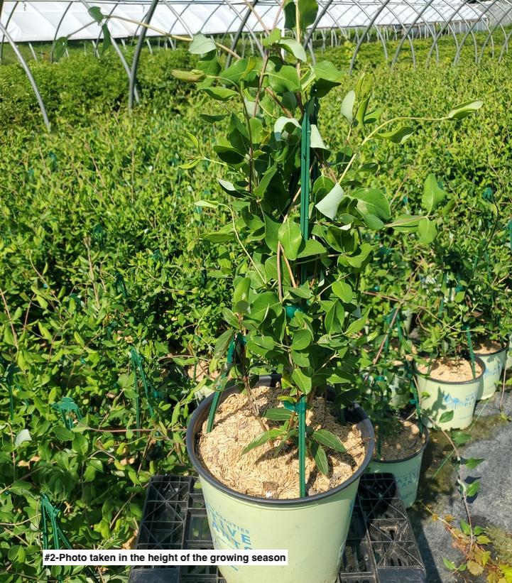 LONICERA SEMPERVIRENS `MAJOR WHEELER`