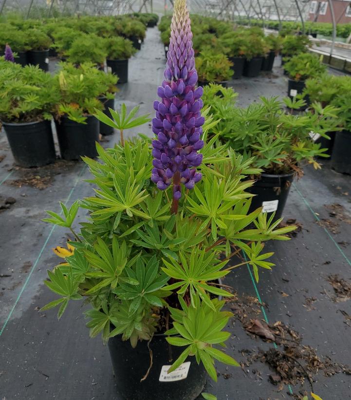 LUPINUS `GALLERY BLUE`