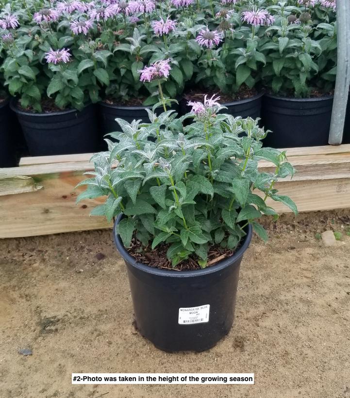 MONARDA SB `BLUE MOON`
