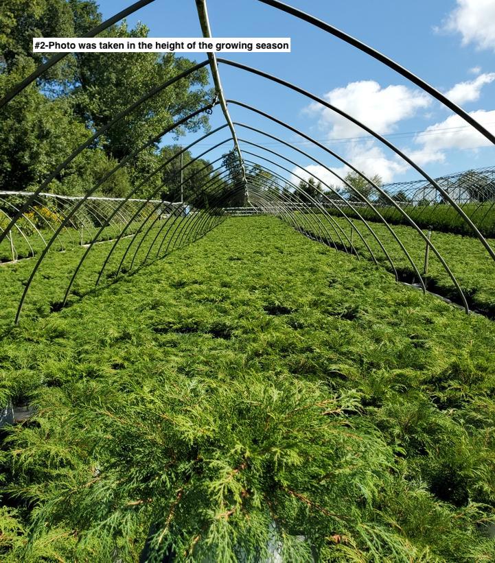 MICROBIOTA DECUSSATA `CELTIC PRIDE`