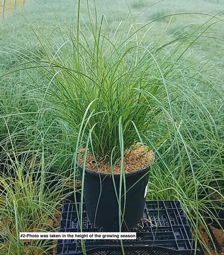MISCANTHUS SINENSIS `ADAGIO`