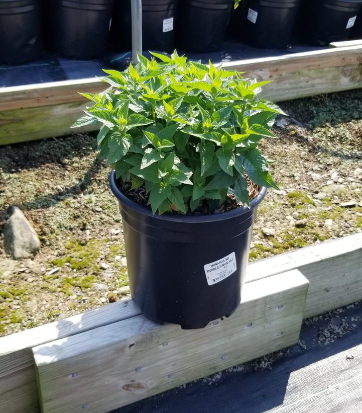 MONARDA SB `BUBBLEGUM BLAST`