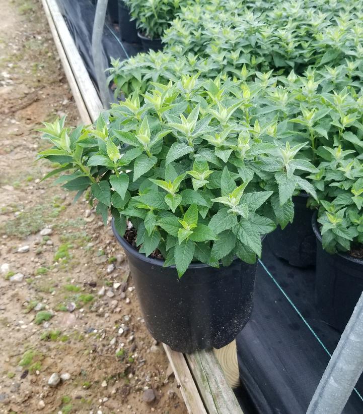 MONARDA SB `GRAPE GUMBALL`