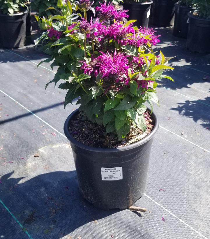MONARDA SB `ROCKIN' RASPBERRY`