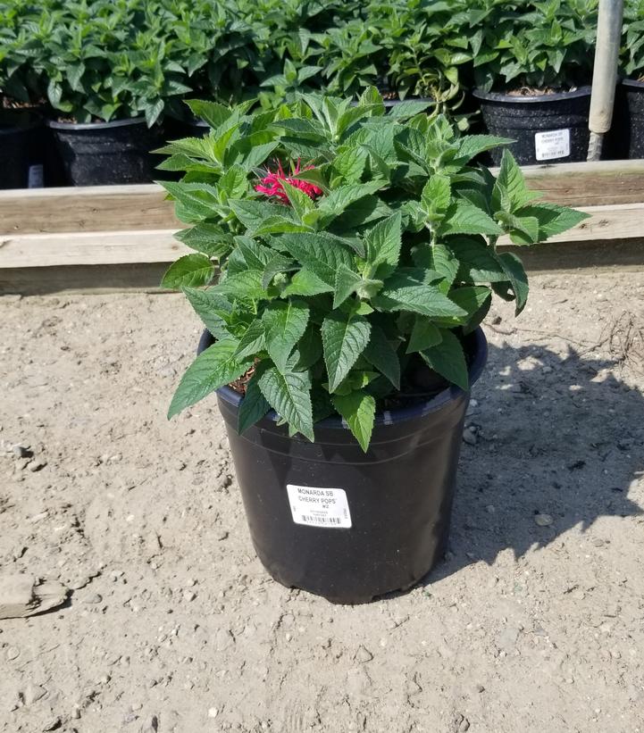MONARDA SB `CHERRY POPS`