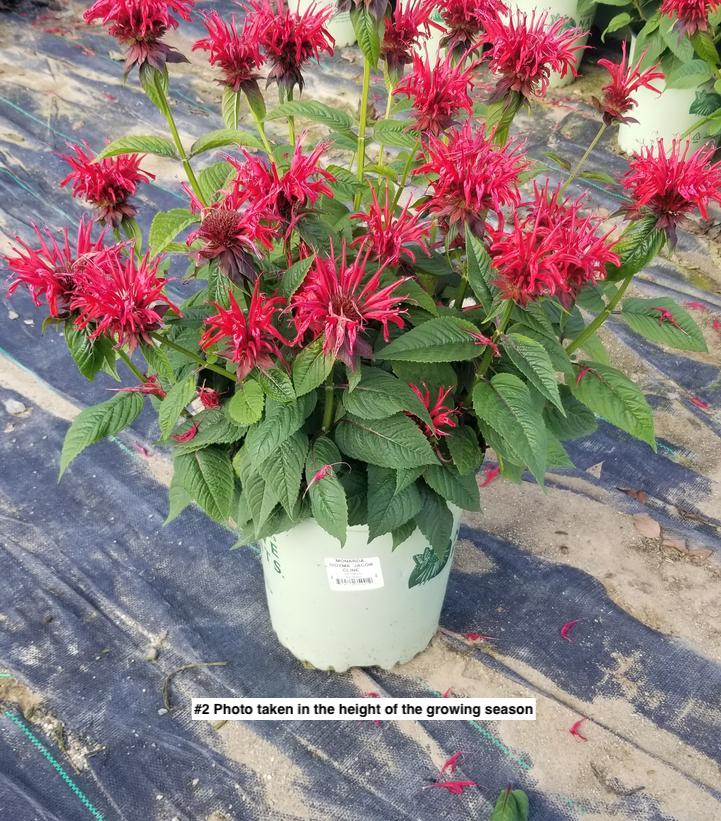 MONARDA DIDYMA `JACOB CLINE`