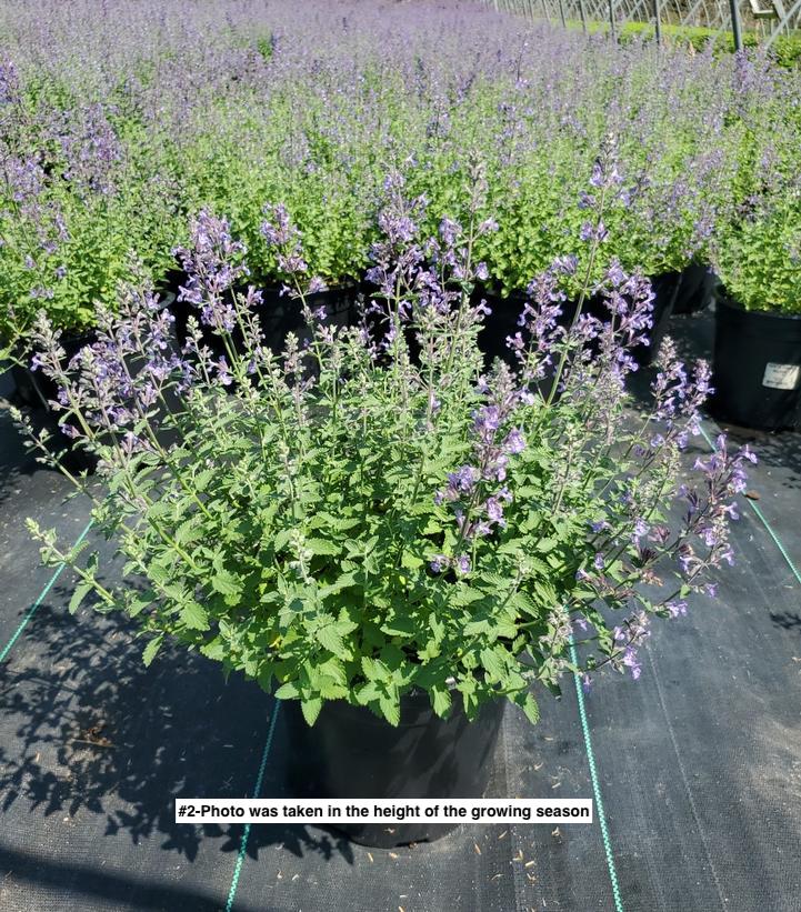 NEPETA `JUNIOR WALKER`