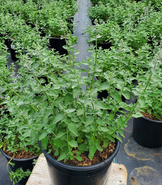 NEPETA `WALKER`S LOW`