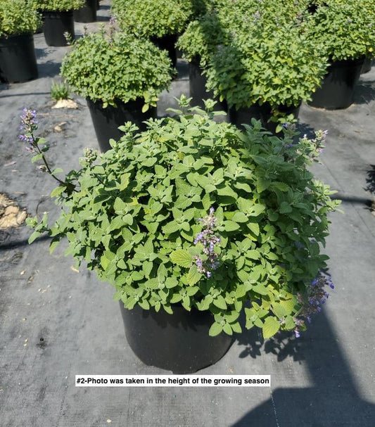 NEPETA MUSSINII `BLUE WONDER`