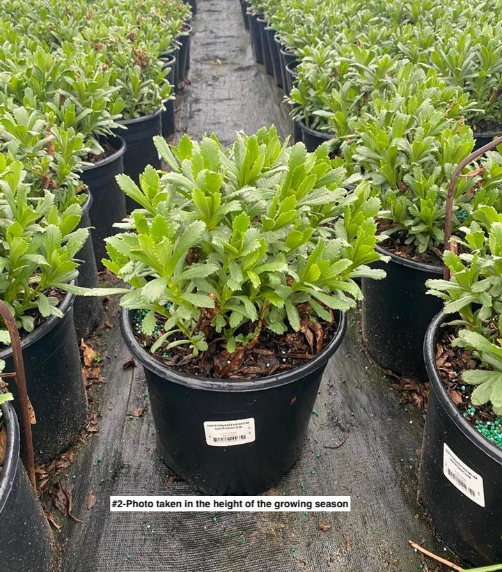 NIPPONANTHEMUM NIPPONICUM