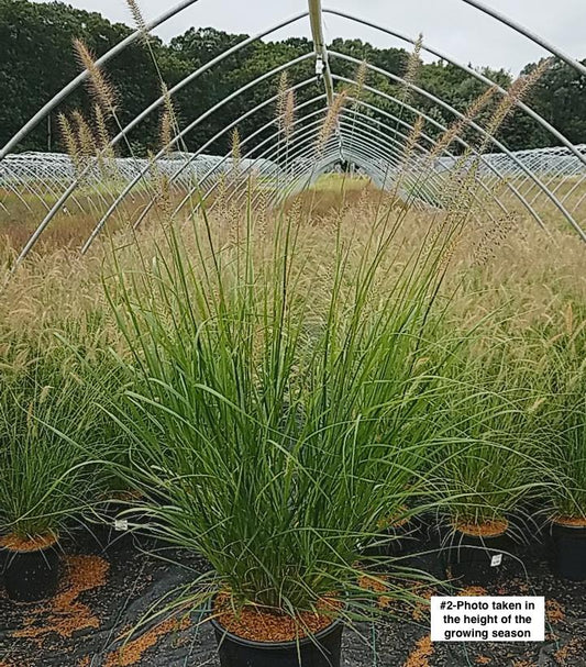 PENNISETUM ALOPECUROIDES