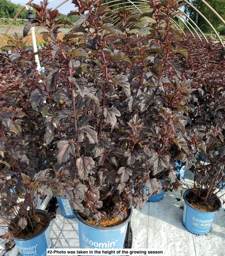 PHYSOCARPUS OP. `PANTHER`