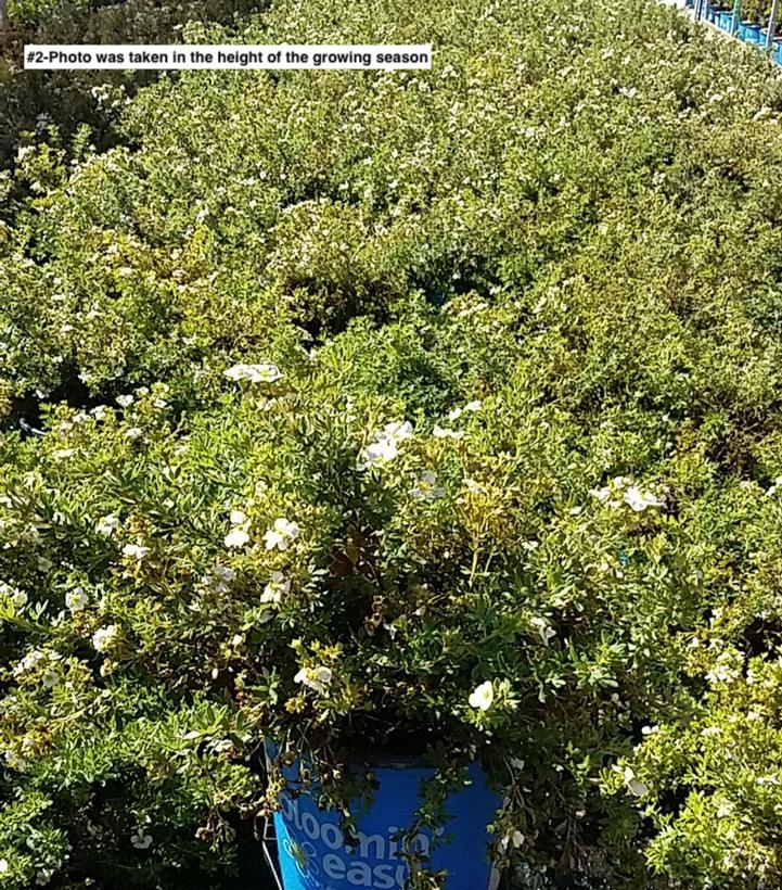 POTENTILLA `BELLA BIANCA`