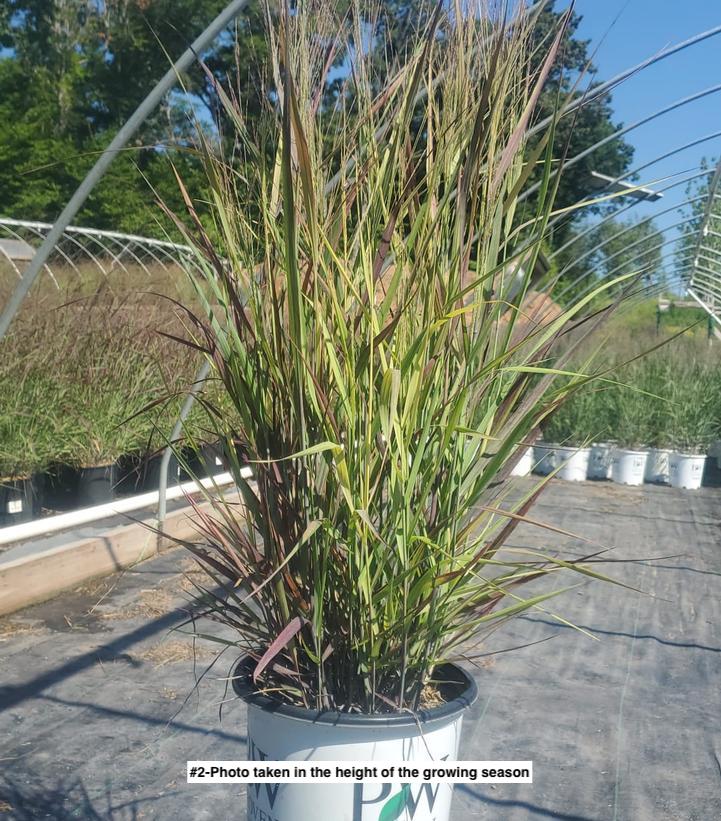 PANICUM PRAIRIE WINDS `APACHE ROSE`