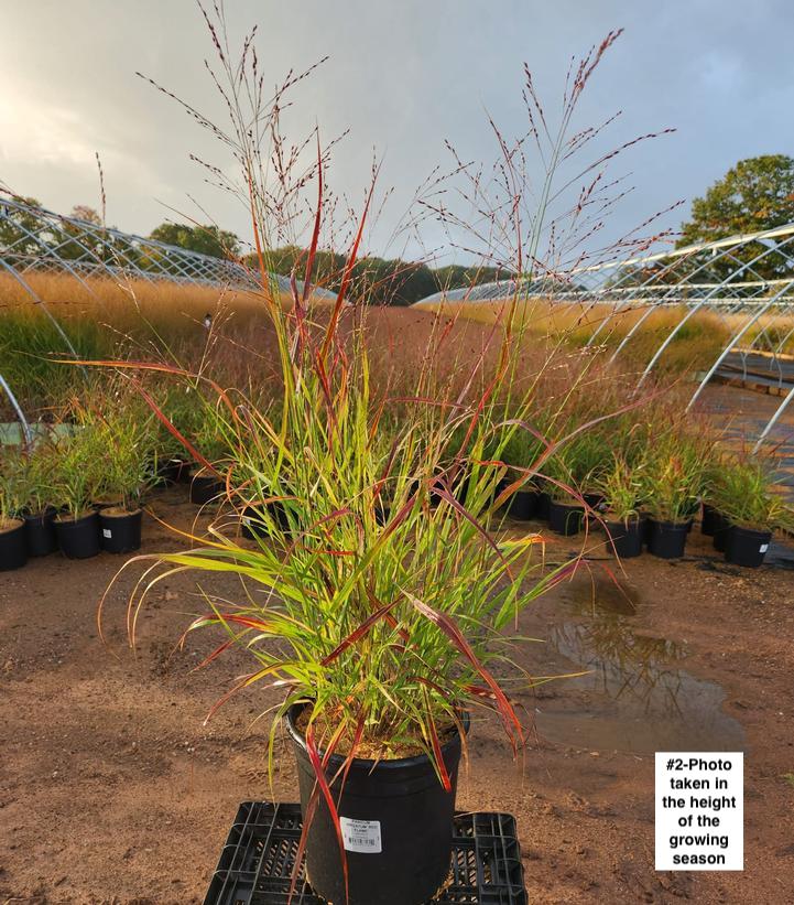 PANICUM VIRGATUM `RED FLAME`