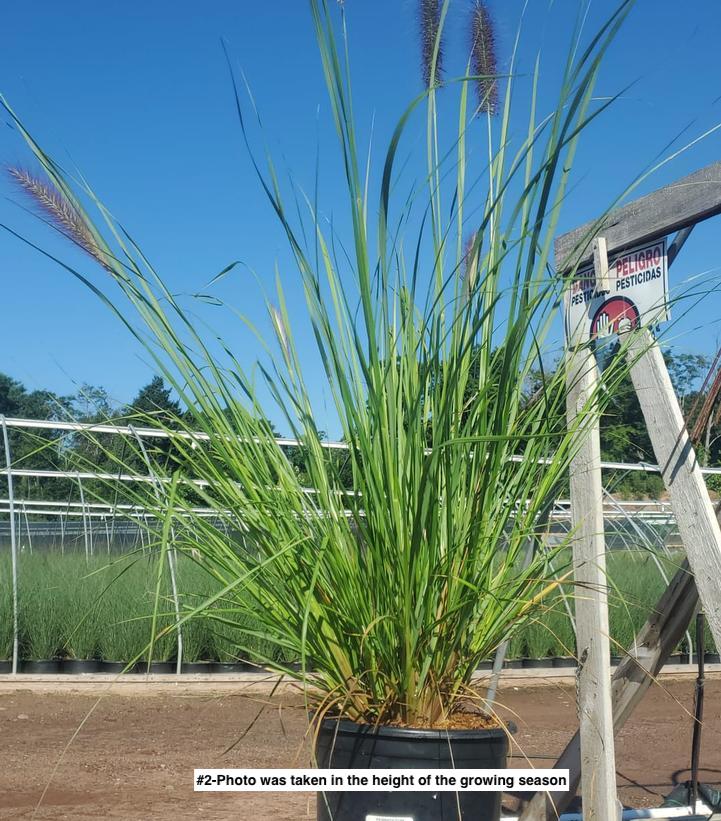 PENNISETUM ALOPECUROIDES `RED HEAD`