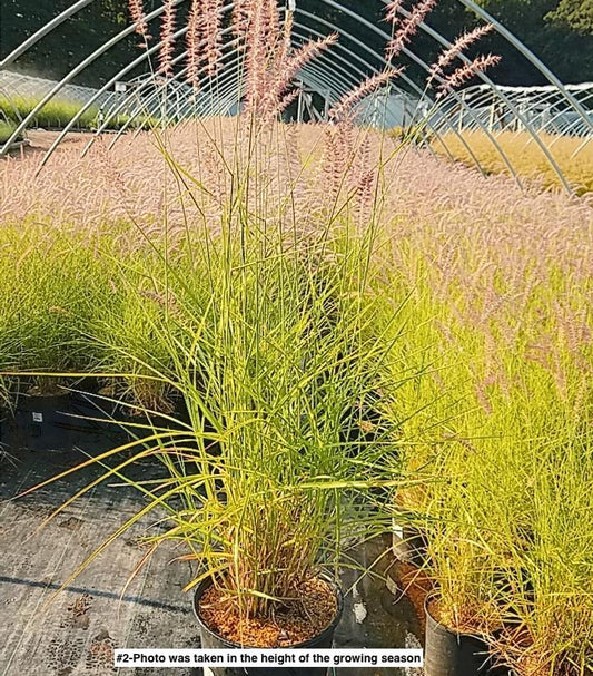 PENNISETUM ORIENTALE `KARLEY ROSE`